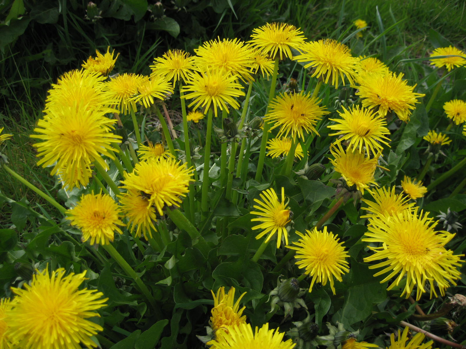 5 Common edible plants for urban foraging (plus foraging tips)