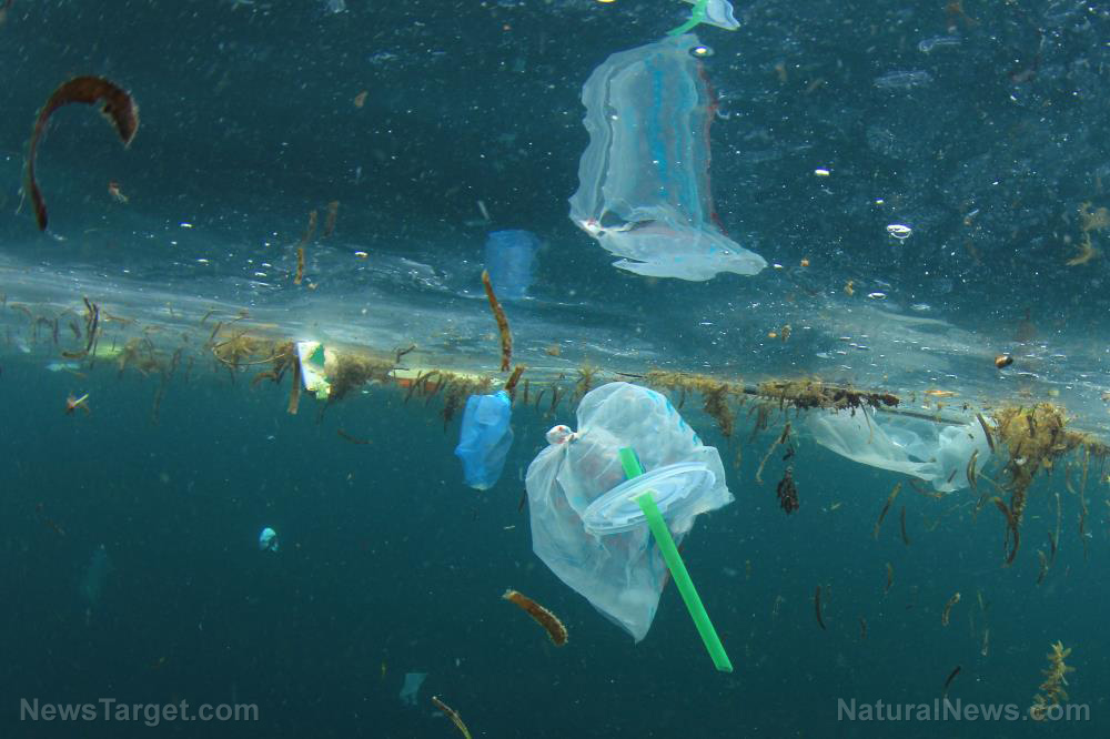 Drowning in plastic: Hermit crabs are turning plastic waste into homes that are killing them