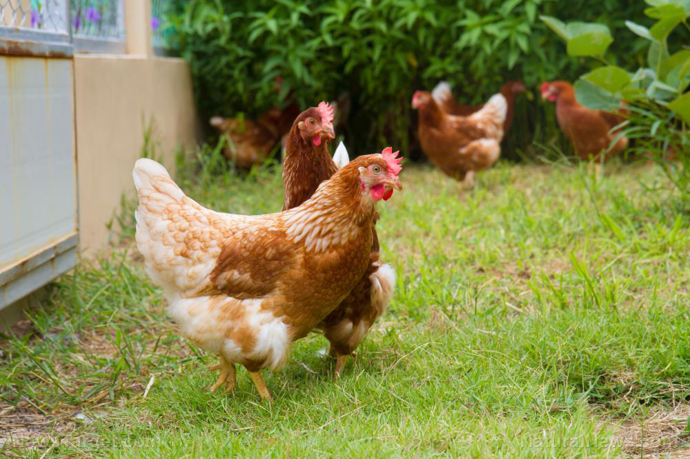 Homesteading tips: How to make your chickens lay more eggs