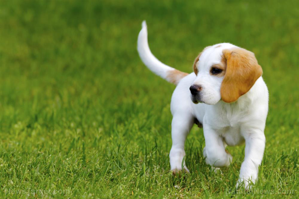 Fauci-run NIAID spends almost $500k to run cruel medical experiment on beagles
