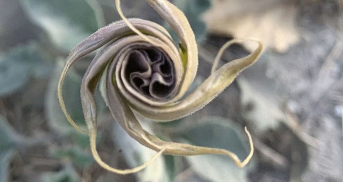 Cientistas descobrem planta que ajudaria no tratamento da COVID-19