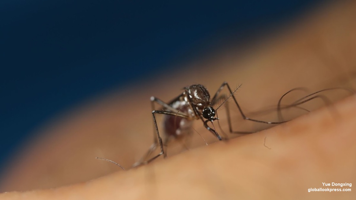 Dengue e chikungunya: América do Sul em alerta para risco de nova epidemia