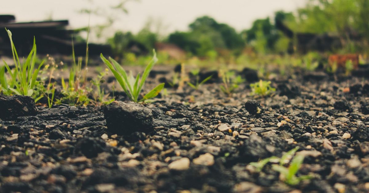 Nove maneiras de manter o solo da sua plantação saudável