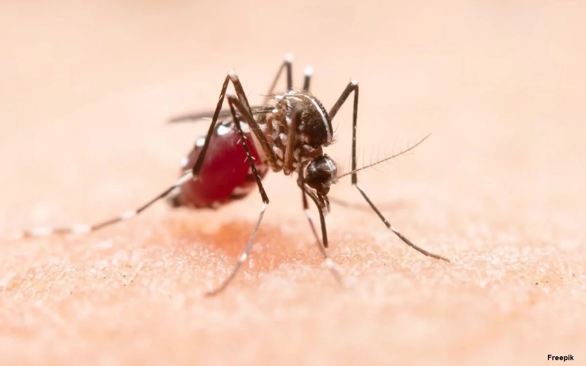 Notificações de zika vírus aumentam no país em relação a 2022